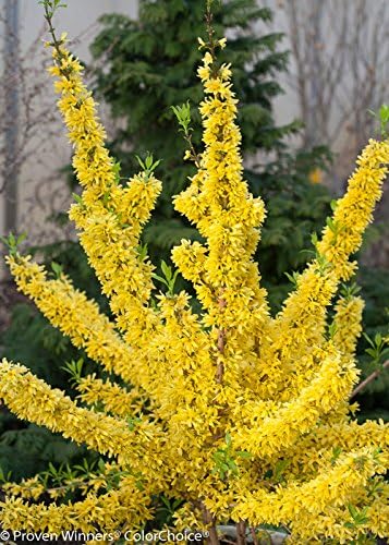 Proven Winners - Forsythia x Show Off (Forsythia) Shrub, yellow flowers, #3 - Size Container
