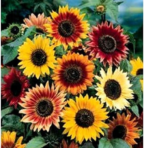 Dirt Goddess Super Seeds ~ Autumn Beauty Sunflower Seeds (1/2 Lb) Helianthus annuus Non GMO Bulk