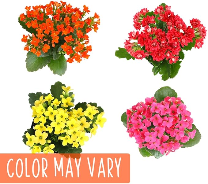 Kalanchoe Plant Succulents Plants Live Houseplants, Live Succulents Live House Plants in Clay Pots, Succulent Plants Live Plants Indoor Plants, Live Succulent Plant Lover Gifts by Plants for Pets