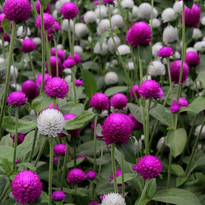 Outsidepride 2000 Seeds Annual Gomphrena Globosa Flower Seed Mix for Planting