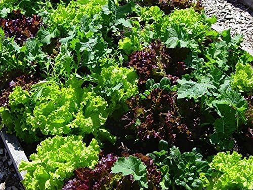 Bulk Organic Mesclun Mix Seeds (10 LB)