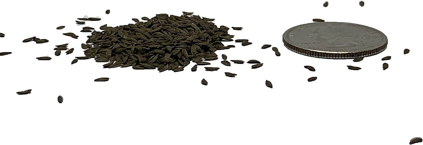 500 Buttercrunch Lettuce Seeds for Planting - Heirloom Non-GMO Vegetable Seeds for Planting - Hydroponics - Microgreens - AKA Butterhead Lettuce, Boston Lettuce, Bibb Lettuce Lactuca Sativa