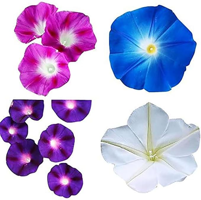 Morning Glory Seed Mix of Blue, Purple, White, Rose Vine Seeds