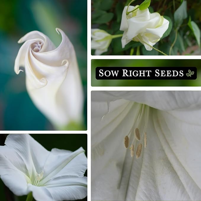 Sow Right Seeds - Moonflower (Ipomoea alba) Flower Seeds for Planting - Beautiful Flowers to Plant in Your Home Garden - Non-GMO Heirloom Seeds - Tall Annual Great for Cut Flowers - Wonderful Gift (3)