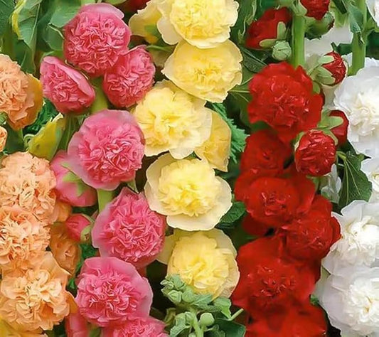 700+ Hollyhock Seeds for Planting (Alcea rosea) Perennial Flower Seeds Non GMO Heirloom Dark Red Red Pink Yellow and Orange Hollyhock Flower