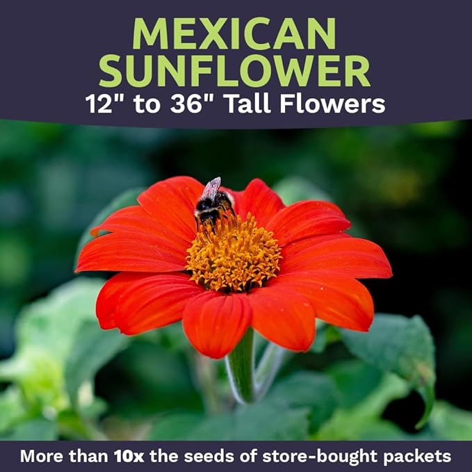 Mexican Sunflower Seeds – Bulk Quarter Pound Bag – Over 10,000 Open Pollinated Non-GMO Wildflower Seeds – Tithonia rotundifolia
