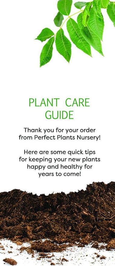 Perfect Plants Popcorn Drift Rose Live Plant, 1 Gallon, Includes Care Guide