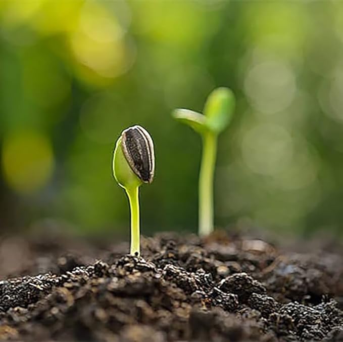 Velvet Queen Sunflower Seeds - Red Sunflower