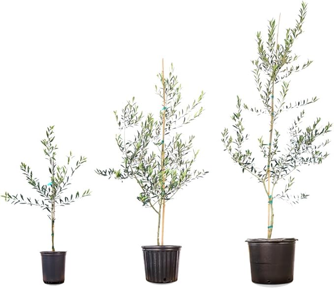 Arbequina Olive Tree - Live Plant, Includes Special Blend Plants Food & Planting Guide (2-3FT)