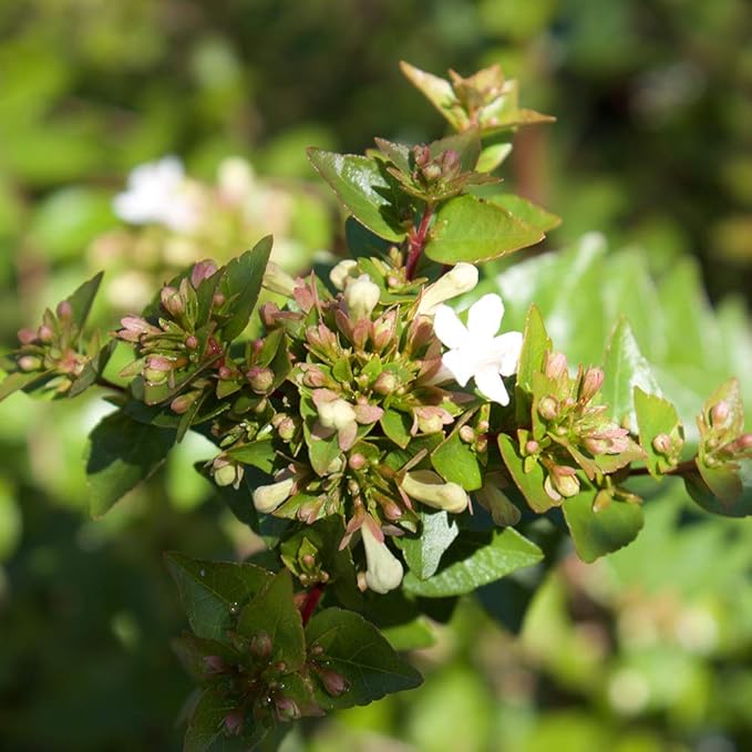 PERFECT PLANTS Edward Goucher Abelia Live Plant, 1 Gallon, Includes Care Guide