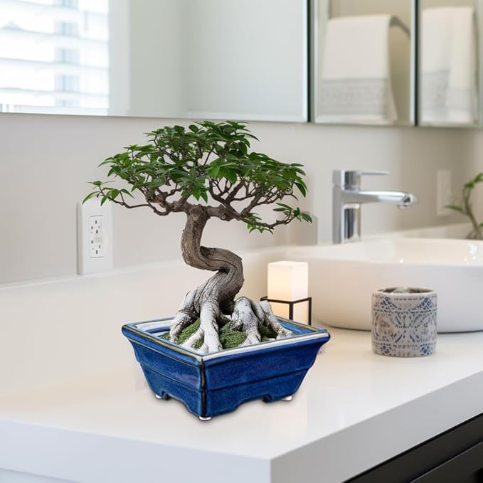 Bonsai Pots Shallow Succulent Planters for Live Bonsai Trees Set of 2, 6.3" Ceramic Pot for Succulents Indoor with Drainage Hole, Outdoor Cactus Plant Bonsai Pot，Ceramic Flower Pot