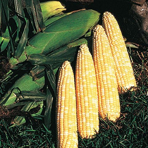 Park Seed Variety of Corn Vegetable Seeds, Plant Seeds, Easy to Grow, Perfect for Harvesting, Honey 'N Pearl Hybrid, Pack of 200
