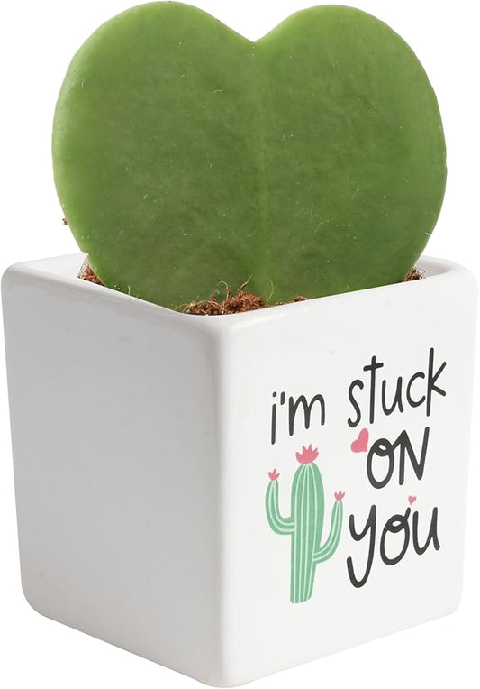 Costa Farms Hoya Heart Live Plant, Succulent-Like Houseplant in Cute Decor Plant Pot, Potting Soil, 5-Inches Tall | Valentines Day Gift | Valentines Day Decoration