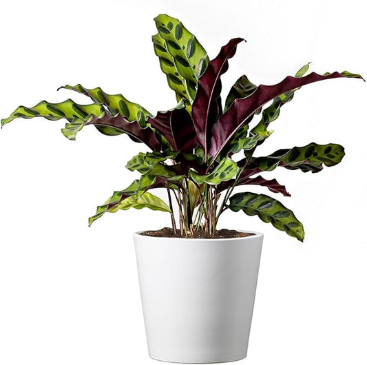 American Plant Exchange Calathea Rattlesnake with Stylish Pot Cover, Live Indoor Houseplant, 6-Inch Pot, Long Leaf Prayer Plant, Pet Safe, Tropical Houseplant for Home & Garden Décor
