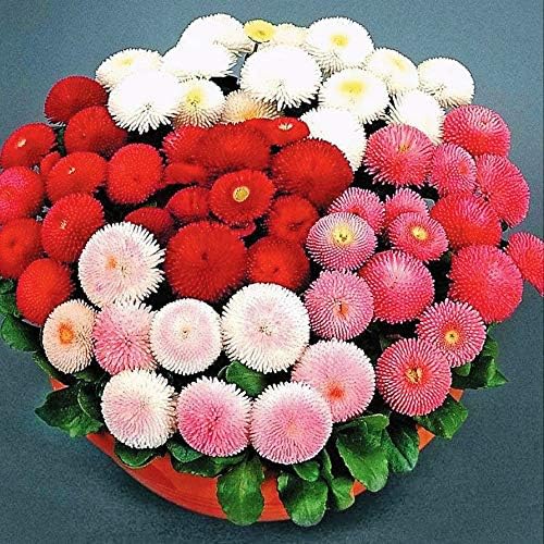 Seeds English Double Daisy Bellis perennis Mix - Perennial Flowers for Planting - GMO Free