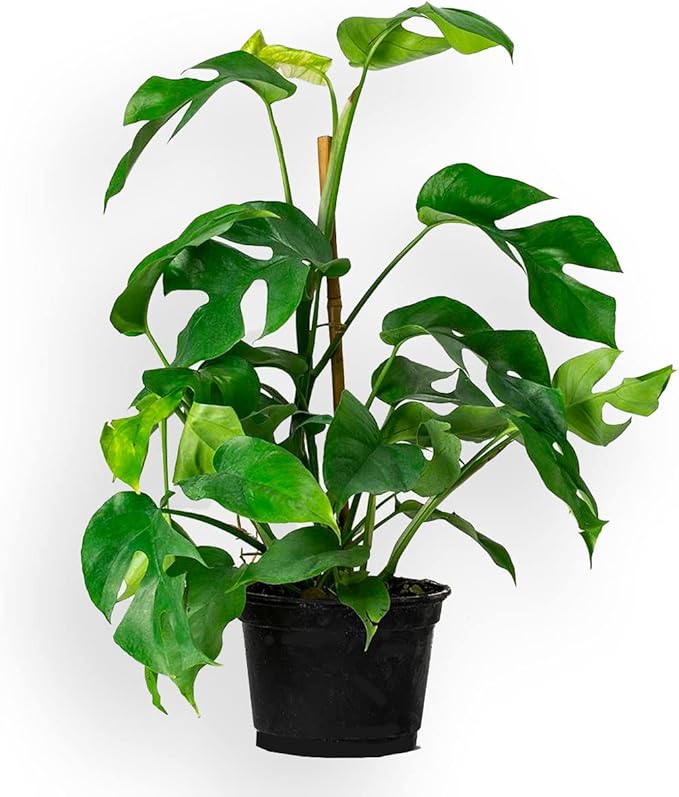 Monstera Ginny Potting Soil - Promotes Optimal Drainage and Aeration for Vibrant Foliage - 3 Quart