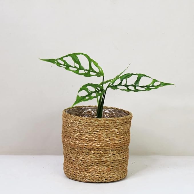 Premium Monstera Obliqua Potting Mix - Expertly Crafted for Healthy Growth - 1 Quart