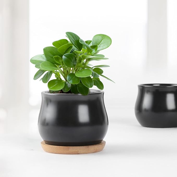 8 Pack Succulent Plant Pot, Matte Black Mini 2.6 inch Ceramic Flower Planter Pot with Bamboo Tray, Small Pots for Plants, Plants Not Included