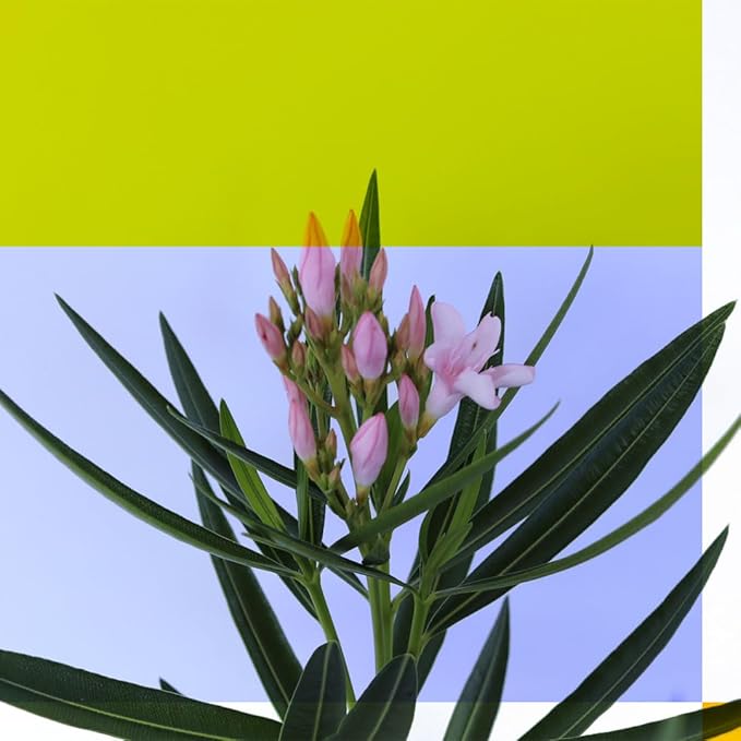 American Plant Exchange Oleander Bush, Dwarf, Petite Pink, Flowering Landscape Shrub, 10-Inch Pot, Live Outdoor Plant, 3-4ft Max Height, Hardy Evergreen Landscape Shrub