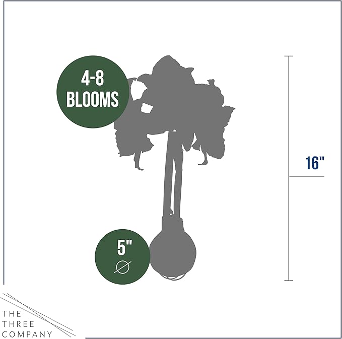 Waxed Amaryllis Bulb - Purple Wax, White Blooms - Easy Care - No Watering Needed! Beautiful Spring Décor