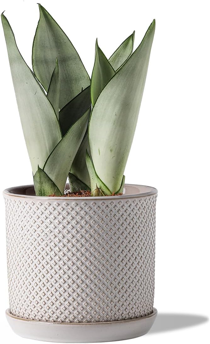 6 Inch Plant Pots: Ceramic Planter with Drainage Hole & Saucer - Flowerpot for Indoor & Outdoor Plants - Beaded Embossed Design White - with Separate Tray