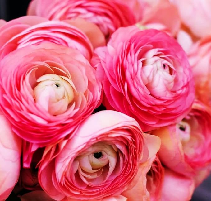 Mixed Peony Ranunculus Bulbs- Persian Buttercup -10 Corms Bulbs Flowering Blooms Perennial Bulbous Root Garden Plant (Pink)