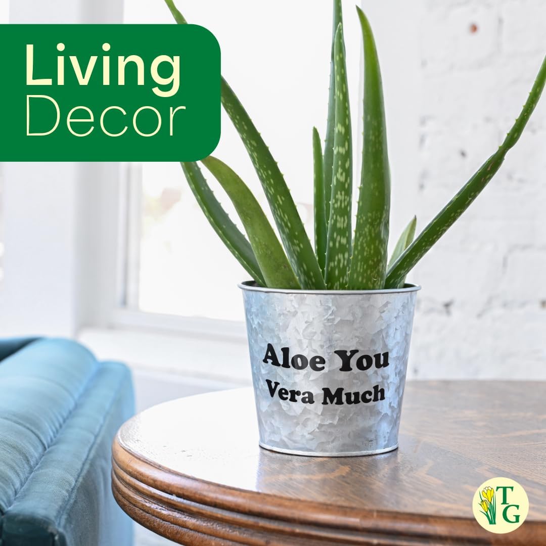 Thorsen's Greenhouse Aloe Vera, Live Indoor Plant, Aloe barbadensis, Easy to Grow, Succulent, Natural Air Purifier, 4" Diameter Pot (Terra Cotta)