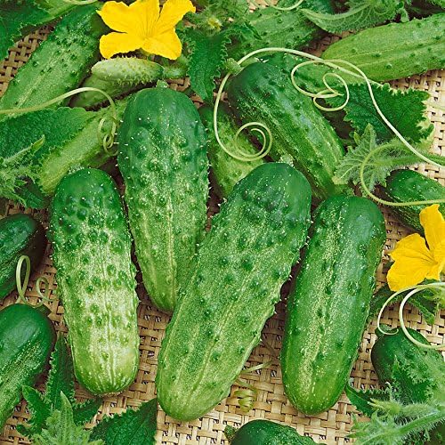 Park Seed Pick-a-Bushel Hybrid Cucumber Seeds, Pack of 30 Seeds