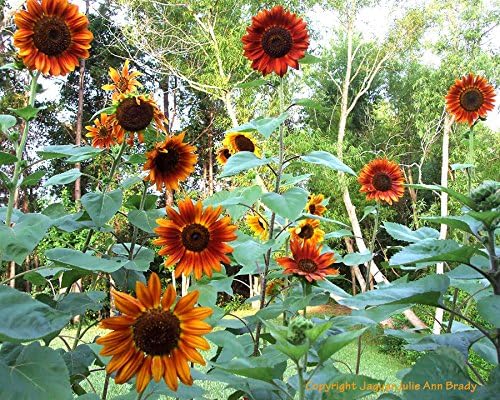 Non GMO Bulk Autumn Beauty Sunflower Seeds- Helianthus annuus (10 Lbs)