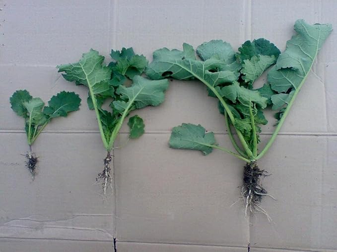 Small Granular Water Crystal for Grow Firm and Smooth Lawn and Keep Garden Plants Thriving (5 Pound)