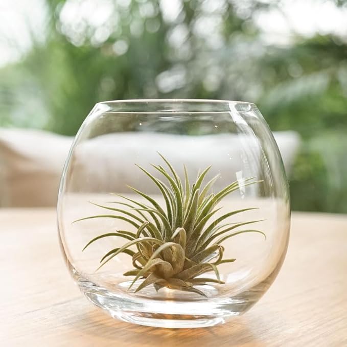 Shop Succulents Ionantha Tillandsia Air Plants, Assorted Mini Live Indoor Plants for Home Decor & Gifts, Low Maintenance, Natural Air Purifier, Hanging Plants, Favors, Terrarium Plants, Pack of 50