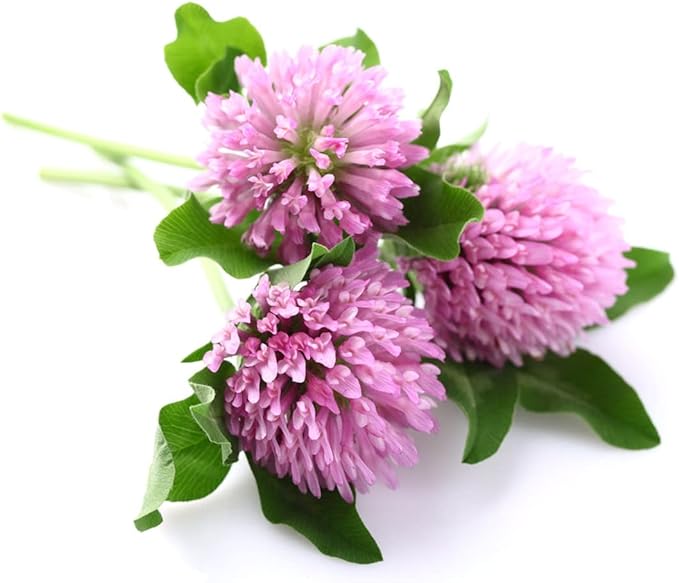 Todd's Seeds Red Clover Seeds, Non-GMO, Chemical Free, High Germination (One Pound)