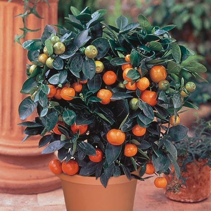 Premium Soil Mix for Tangerine Trees : The Perfect Recipe for Healthy Citrus Fruits - 1 Quart