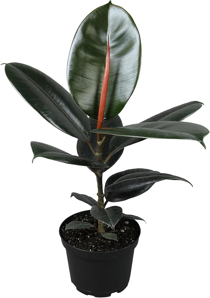 Burgundy Ficus Tree Live Plant (Approx. 16" Tall) in 6 Inch Pot, Rubber Plant, Air Purifying Plant, Easy Plant Décor, House Plant, Indoor Plant, Desk Plant & Office Plant by Plants for Pets