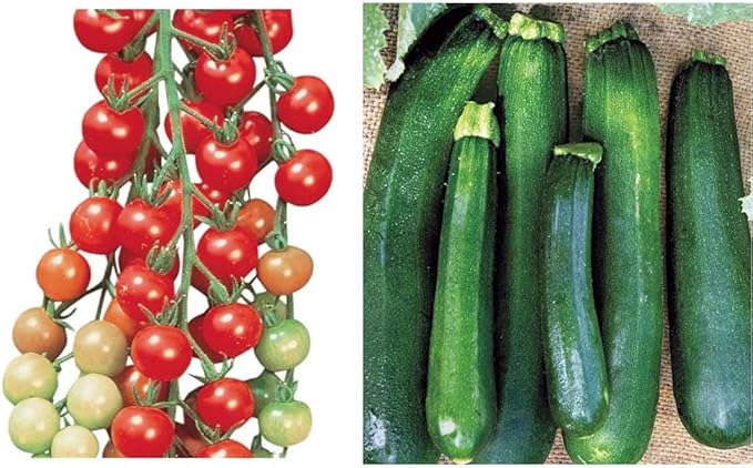 Burpee Super Sweet 100' Hybrid Cherry Tomato, 50 Seeds & Black Beauty Zucchini Summer Squash Seeds 100 Seeds