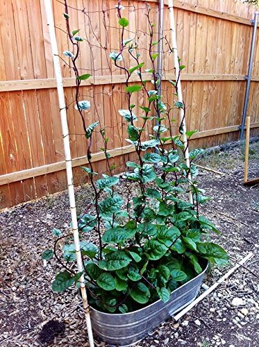 30 Malabar Red Stem Spinach Seeds Herb Heirloom Non-GMO Phooi Leaf, Red Vine, Alugbati, Vietnamese, from USA