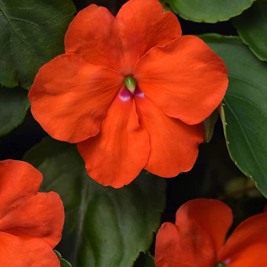 Outsidepride 50 Seeds Orange Impatiens Garden Flower Seeds for Planting