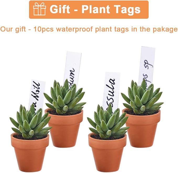 Riseuvo 32pcs 2" Small Mini Terracotta & Clay Pot Planter - Cactus Flower Nursery Terra Cotta Pots with Drainage, Perfect for Indoor/Outdoor Plants, Crafts