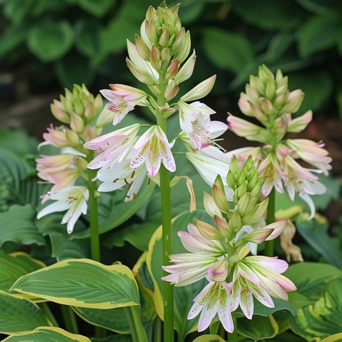 Hosta Mix Plant Seeds for Planting | Shade-Loving Perennial | Ideal for Borders, Garden Beds, and Containers (Pack of 100 Seeds)