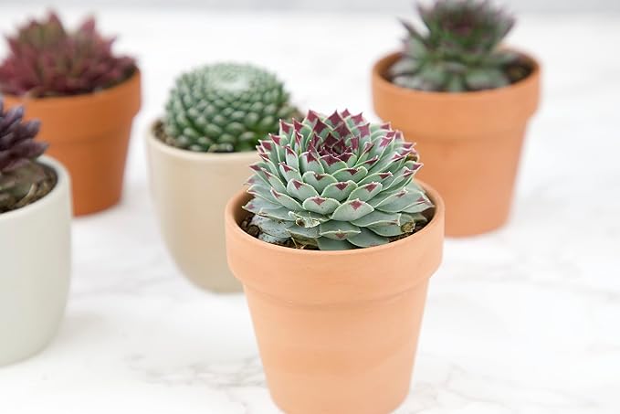 Sempervivum Succulents Plants Live Indoor Plants (5PK), Sempervivum Plants Live Houseplants, Hen and Chicks Live Plants Indoor House Plants, Rosette Succulent Plants in Plant Pots by Plants for Pets