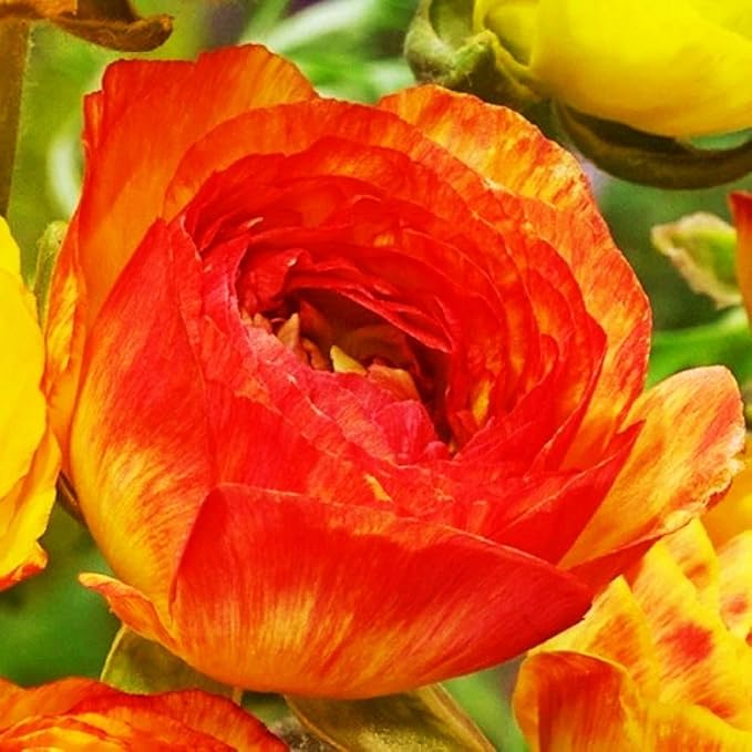Mixed Peony Ranunculus Bulbs- Persian Buttercup -10 Corms Bulbs Flowering Blooms Perennial Bulbous Root Garden Plant (Orange)