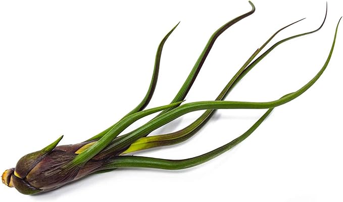 Tillandsia Air Plants Live Indoor Plants (50 Pack), Air Plants Bulk Party Favors or Wedding Favors Live Plants, Air Plant Lover Gifts, DIY Terrarium Kit, Air Succulents Plants Live by Plants for Pets