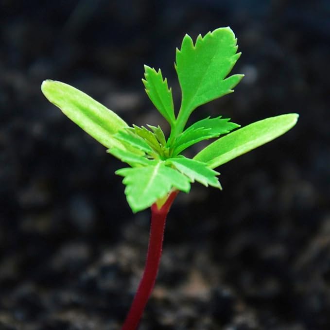 Seed Needs Crackerjack Marigold Seeds for Planting - Heirloom & Open Pollinated Annual Flowers - Plant a Butterfly Garden to Attract Pollinators (2 Packs (500 Seeds))