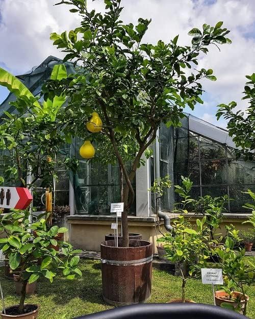 Gardenera's Premium Pomelo Tree Soil Mix - Quick Drain Potting Soil for Growing and Repotting Citrus Maxima - 1 Quart