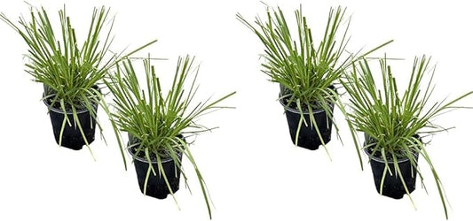 Live Perennial Pampas Grass - Assorted White and Pink (2 Per Pack), Showy Accent Plant, 12" Tall by 6" Wide in 1.5 Quart Pot (Pack of 2)