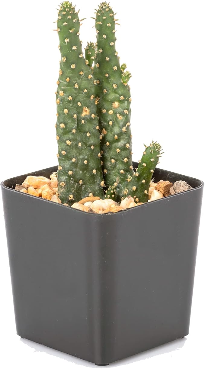 The Hydroponic City 2 Inch Black Square Nursery Pots for Starting Seedlings, Succulents, or Cacti - 2" x 2", Pack of 100 + 5 THCity Stakes