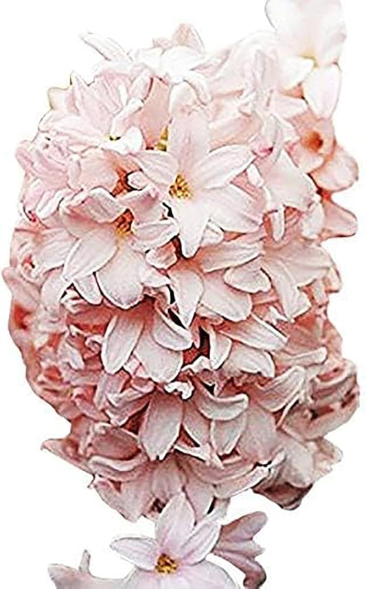 10 Hyacinth Bulbs - Cotton Candy