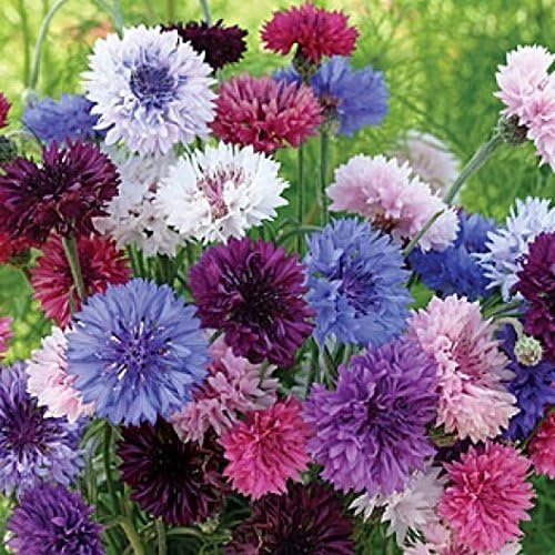 Non GMO Bulk Cornflower/Bachelor Button Seeds - Tall Mix Centaurea cyanus (5 lbs)