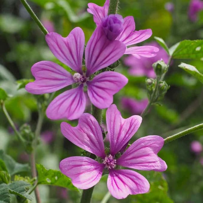 Outsidepride 500 Seeds Perennial Malva Sylvestris Purple French Hollyhock Zebrina Flower Seeds for Planting