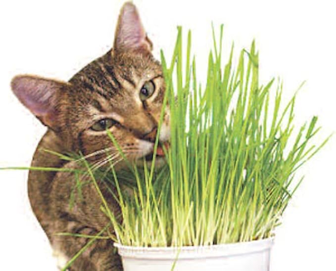 Todd's Seeds - 1 Pound of Wheatgrass Seeds - Non GMO Sprouting Seeds - Grind Into Whole Wheat Flour - Pet Grass - Cat Grass for Indoor Cats - Wheat Grass Seeds